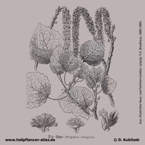 Zitter-Pappel (Populus tremula), historische Grafik 1