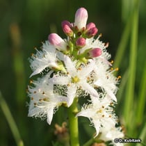 Fieberklee (Menyanthes trifoliata)
