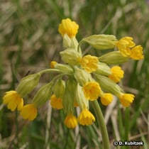 Wiesen-Schlüsselblume (Primula veris), Blüten
