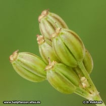 Kümmel (Carum carvi)