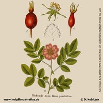 Alpen-Heckenrose, Rosa pendulina, Historisches Bild