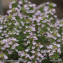 Echter Thymian (Thymus vulgaris), blühend
