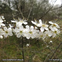 Schlehe (Prunus spinosa), blühender Zweig