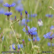 Kornblume (Centaurea cyanus), Wuchsform