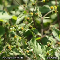 Siegesbeckie (Sigesbeckia orientalis), Wuchsform