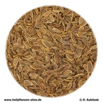 Dillfrüchte (Fructus Anethi)