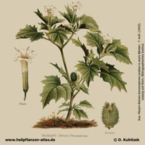 Weißer Stechapfel; Datura stramonium; Historisches Bild
