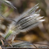 Chinesische Küchenschelle (Pulsatilla chinensis)