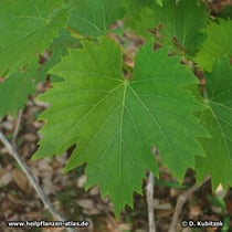Echte Weinrebe (Vitis vinifera subsp. vinifera)