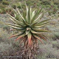 Kap-Aloe (Aloe ferox), Wuchsform