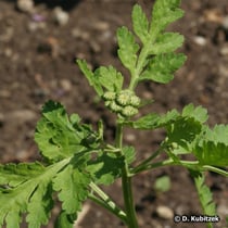 Mutterkraut (Tanacetum parthenium), junge Pflanze