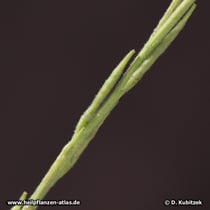 Weg-Rauke (Sisymbrium officinale), Frucht (Schote)