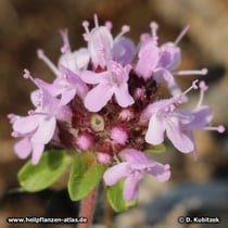 Quendel (Thymus serpyllum)