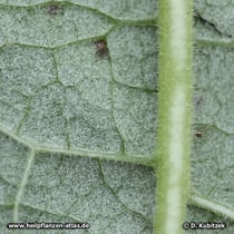 Große Klette (Arctium lappa), Blatt Unterseite