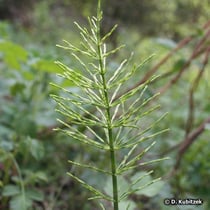 Acker-Schachtelhalm (Equisetum arvense), Wuchsform