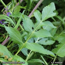 Gekrönte Scharte (Serratula coronata), Blatt
