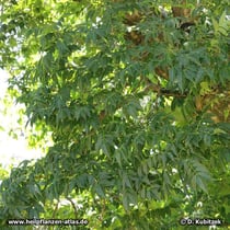 Amur-Korkbaum (Phellodendron amurense)