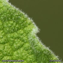 Kretische Zistrose (Cistus creticus), behaartes Blatt