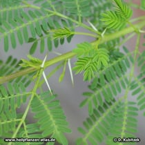 Gummi-Akazie (Acacia senegal), Trieb mit Blättern und Dornen