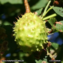Rosskastanie (Aesculus hippocastanum), stachelige Frucht