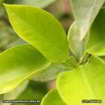 Orange (Citrus aurantium): Die Blattstiele sind vor dem Blatt geflügelt.