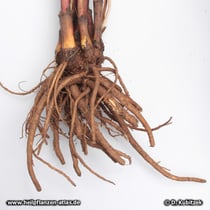 Liebstöckel (Levisticum officinale), Rhizom und Wurzeln