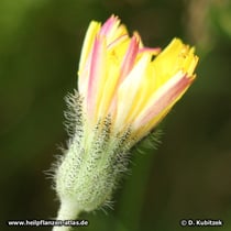 Habichtskraut (Kleines Habichtskraut, Hieracium pilosella)