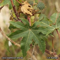 Rizinus (Ricinus communis): Das Blatt ist handförmig gespalten bis geteilt. 