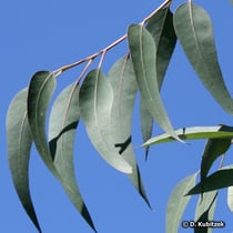 Eukalyptus (Eucalyptus globulus)