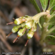 Echte Bärentraube (Arctostaphylos uva-ursi), Fruchtstand mit unreifen Früchten