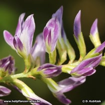 Süßholzwurzel (Glycyrrhiza glabra, Glycyrrhiza uralensis)