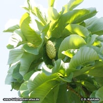 Magnolia officinalis