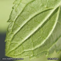 Japanische Minze (Mentha canadensis), Blatt Unterseite