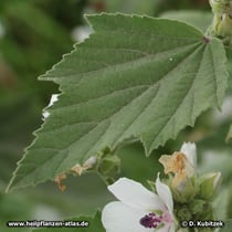 Das Blatt des Echten Eibisch (Althaea officinalis) ist dicht haarig.