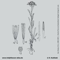 Alpen-Edelweiss (Leontopodium nivale ssp. alpinum). Historisches Bild.