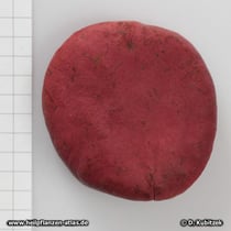 Kolabaum (Cola acuminata), Frucht (Nuss)