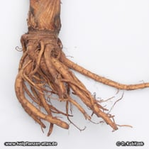 Echte Engelwurz (Angelica archangelica), Rhizom und Wurzeln