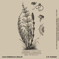 Acker-Schachtelhalm, Equisetum arvense