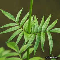 Arznei-Baldrian (Valeriana officinalis), Blätter