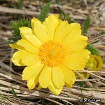 Adonisröschen (Frühlings-Adonisröschen, Adonis vernalis)
