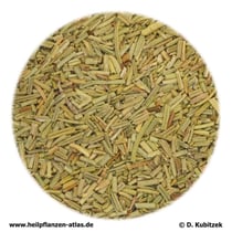 Rosmarinblätter (Rosmarini folium)