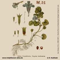 Gundermann (Gundelrebe, Glechoma hederacea), Historisches Bild