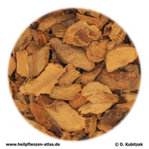 Galgantwurzelstock (Galangae rhizoma)