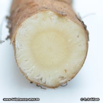 Querschnitt durch das Rhizom der Echten Engelwurz (Angelica archangelica)