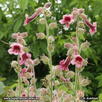 Klebriger Chinafingerhut (Rehmannia glutinosa), Blütenstände