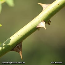 Hundsrose (Rosa canina), Stacheln