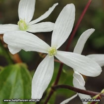 Armands Waldrebe (Clematis armandii)