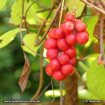 Schisandra chinensis Früchte