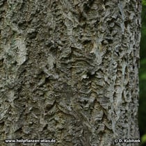 Amur-Korkbaum (Phellodendron amurense) Rinde