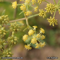 Liebstöckel (Levisticum officinale)